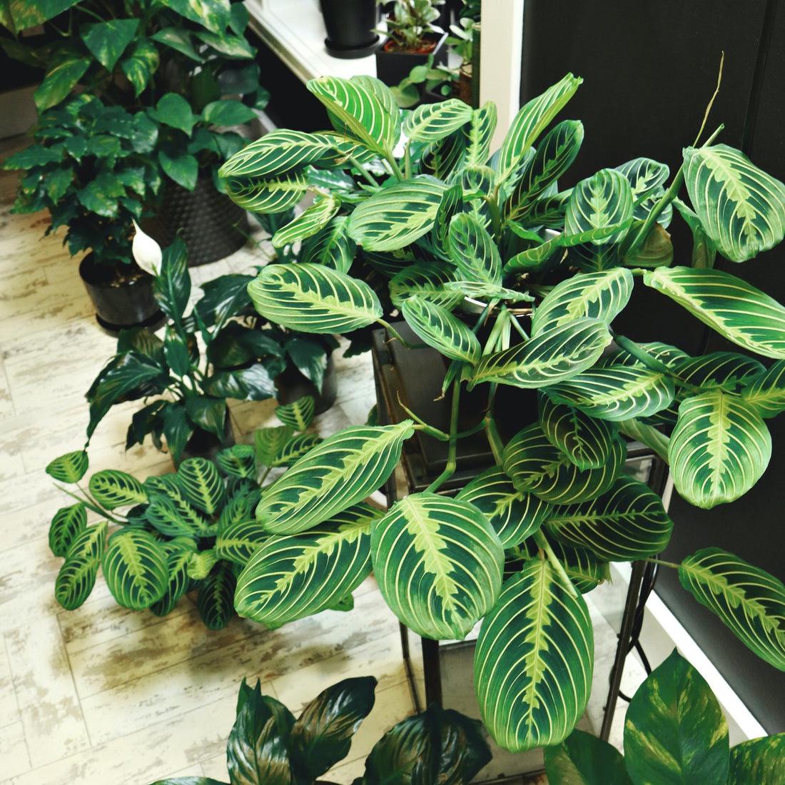Maranta Assorted - View 13 from www redcrocus com