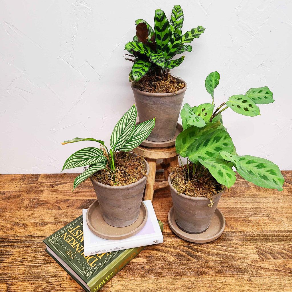 Maranta Assorted - View 14 from www redcrocus com