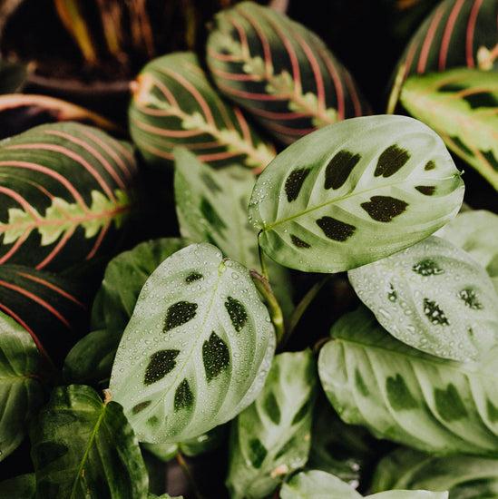 Maranta Assorted - View 15 from www redcrocus com