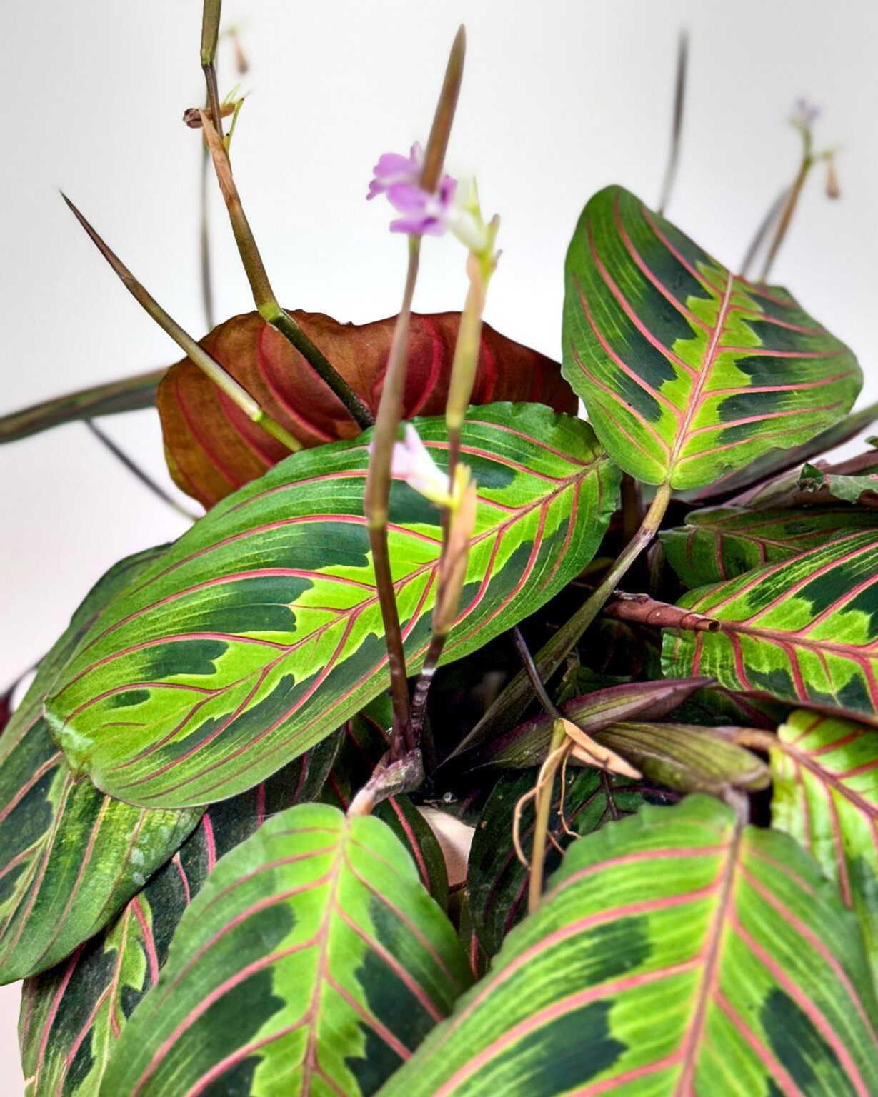 Maranta Assorted - View 16 from www redcrocus com