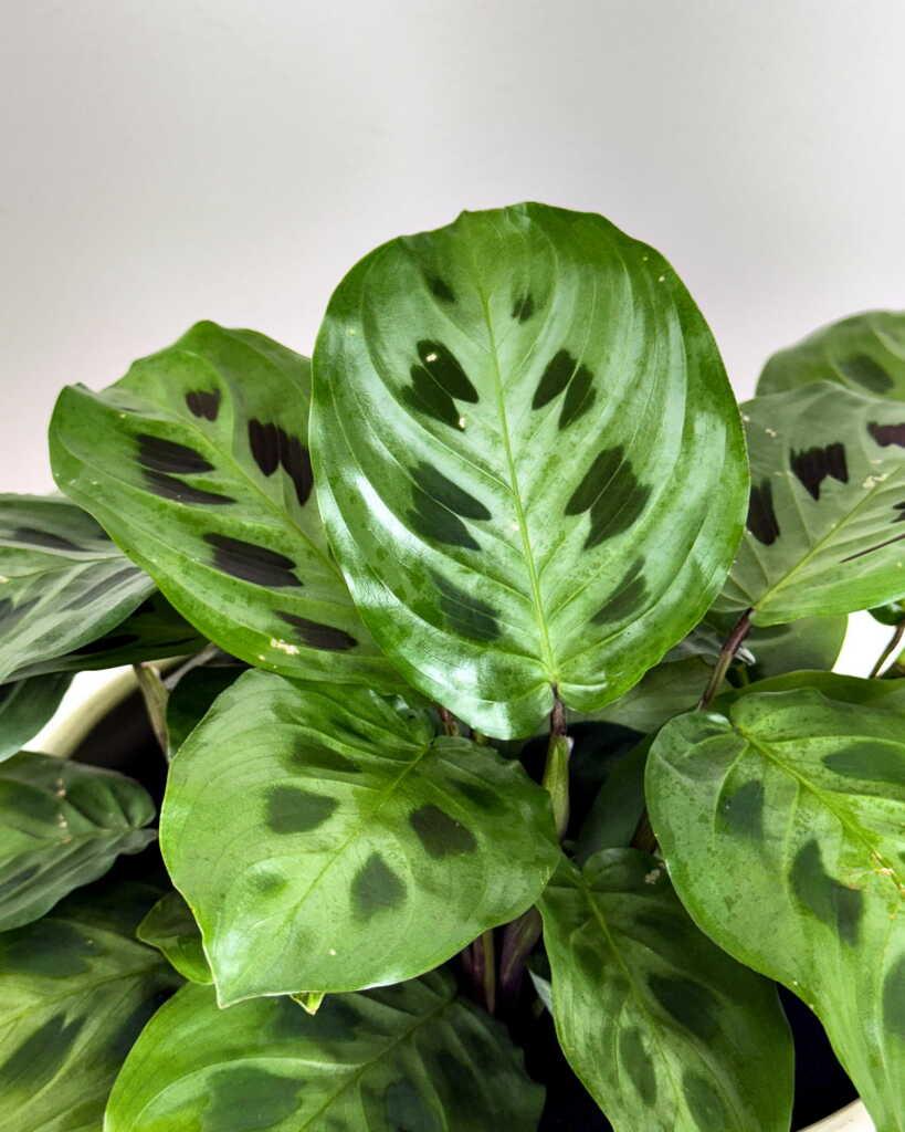 Maranta Assorted - View 17 from www redcrocus com