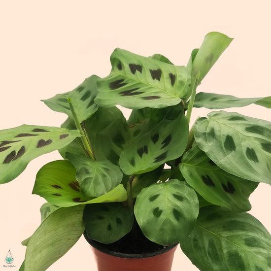 Maranta Assorted - View 18 from www redcrocus com