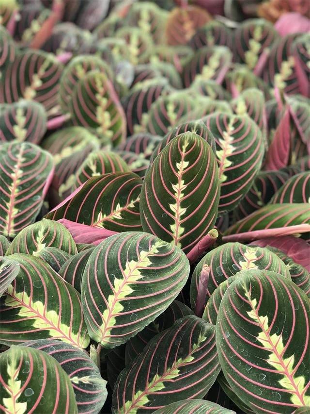 Maranta Assorted - View 1 from www redcrocus com