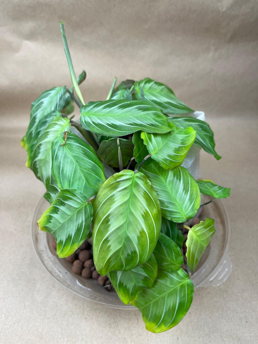 Maranta Assorted - View 20 from www redcrocus com