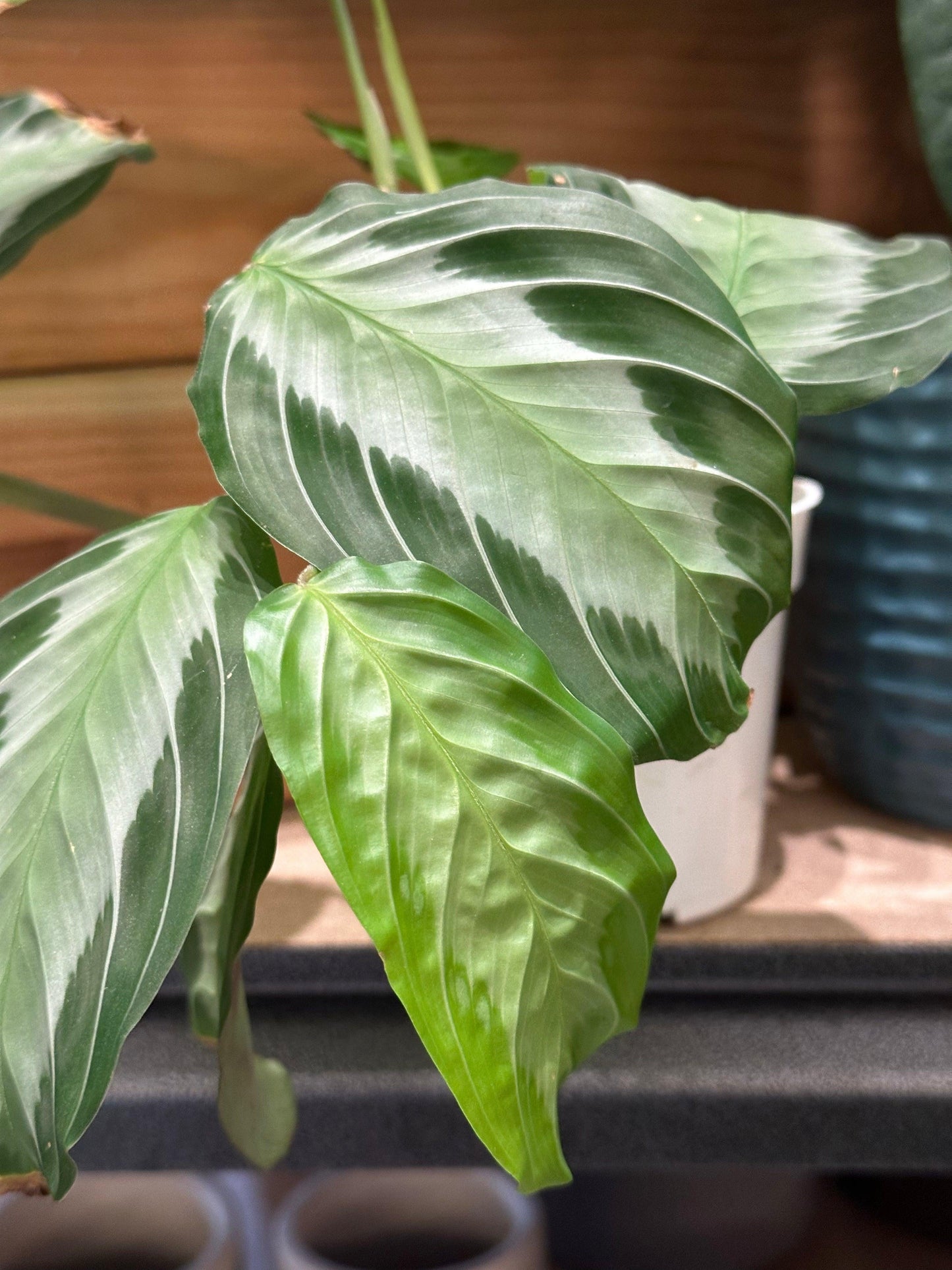 Maranta Assorted - View 3 from www redcrocus com