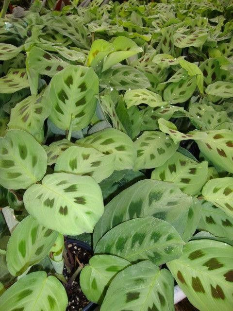 Maranta Assorted - View 4 from www redcrocus com