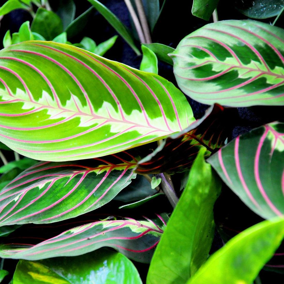 Maranta Assorted - View 5 from www redcrocus com