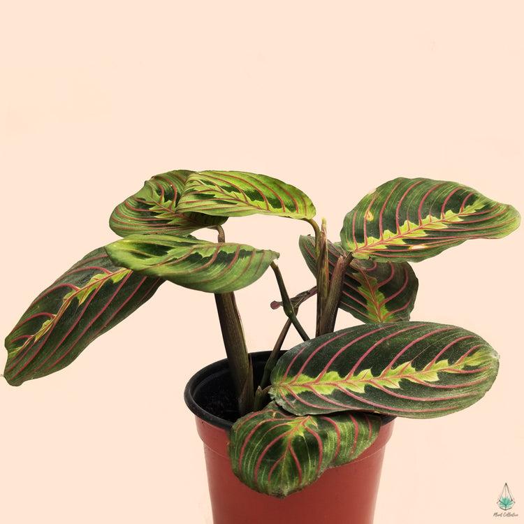 Maranta Assorted - View 6 from www redcrocus com