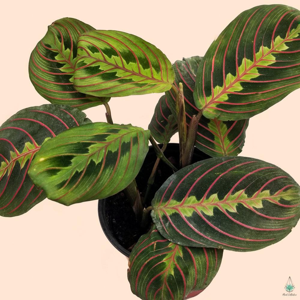 Maranta Assorted - View 8 from www redcrocus com