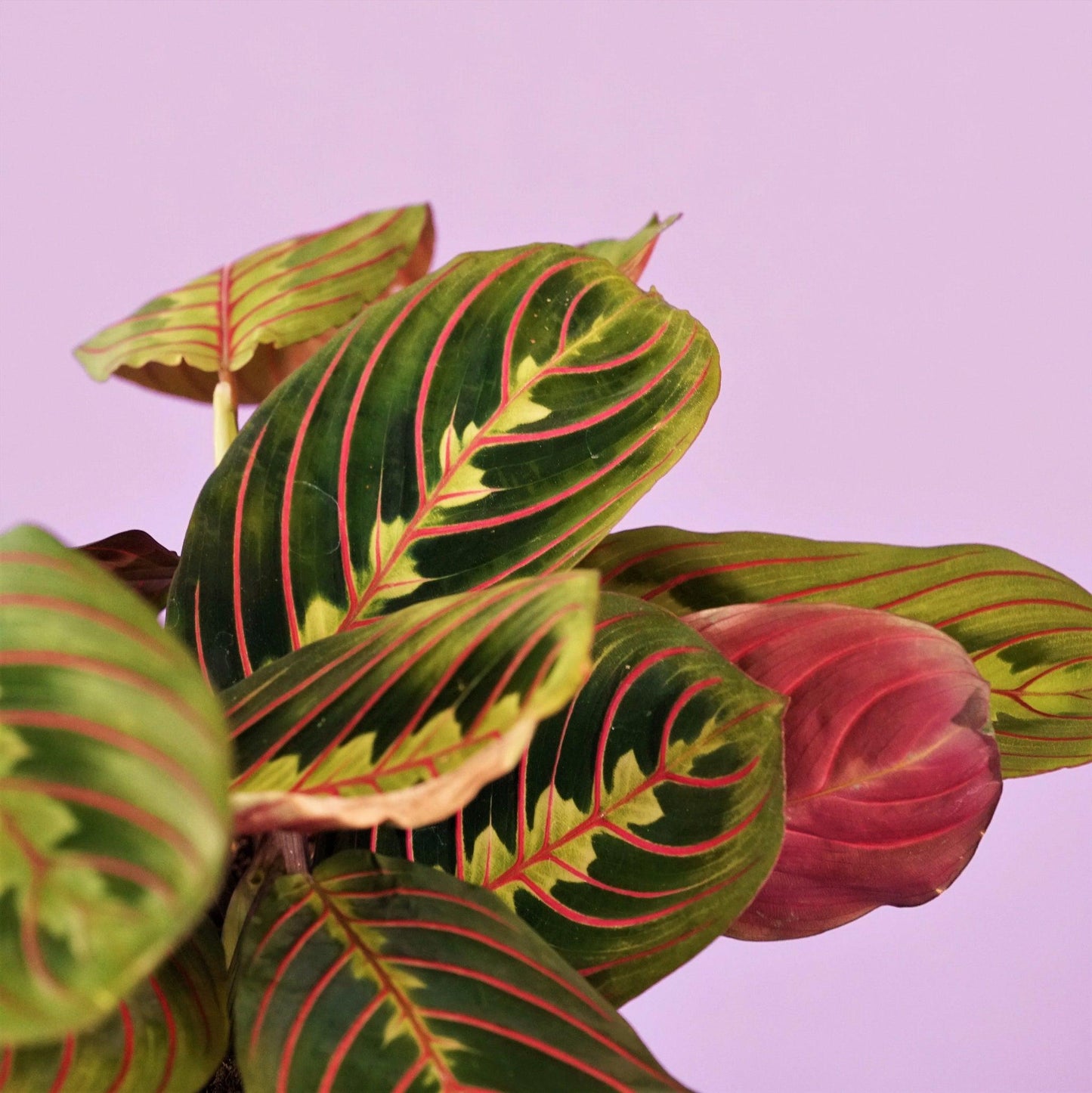 Maranta Assorted - View 9 from www redcrocus com
