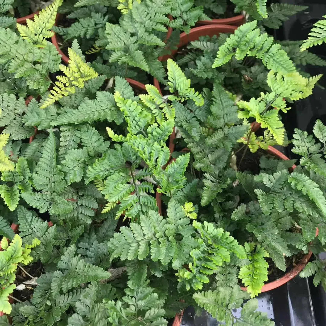 Fern Davallia Assorted - View 8 from www redcrocus com