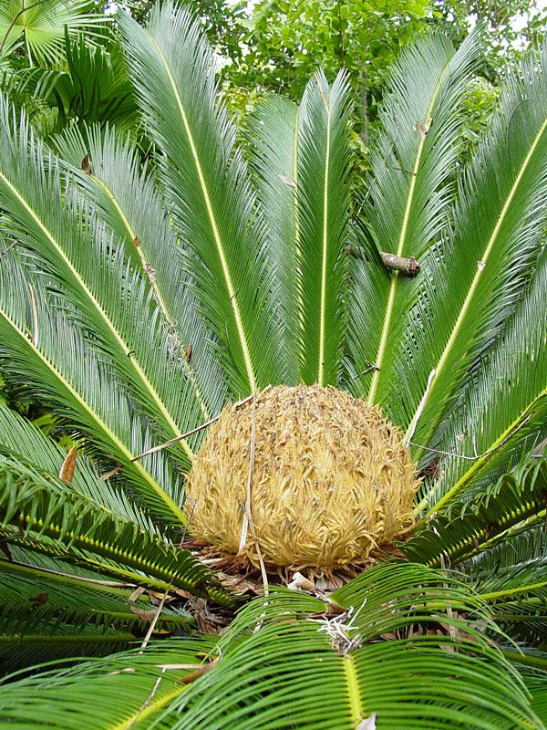 Palm Cycas Revoluta - View 15 from www redcrocus com