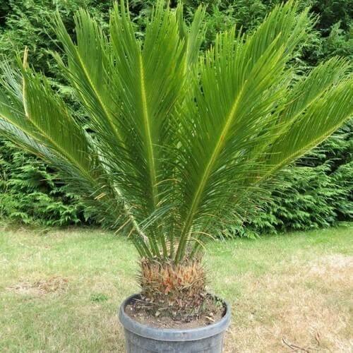 Palm Cycas Revoluta - View 18 from www redcrocus com
