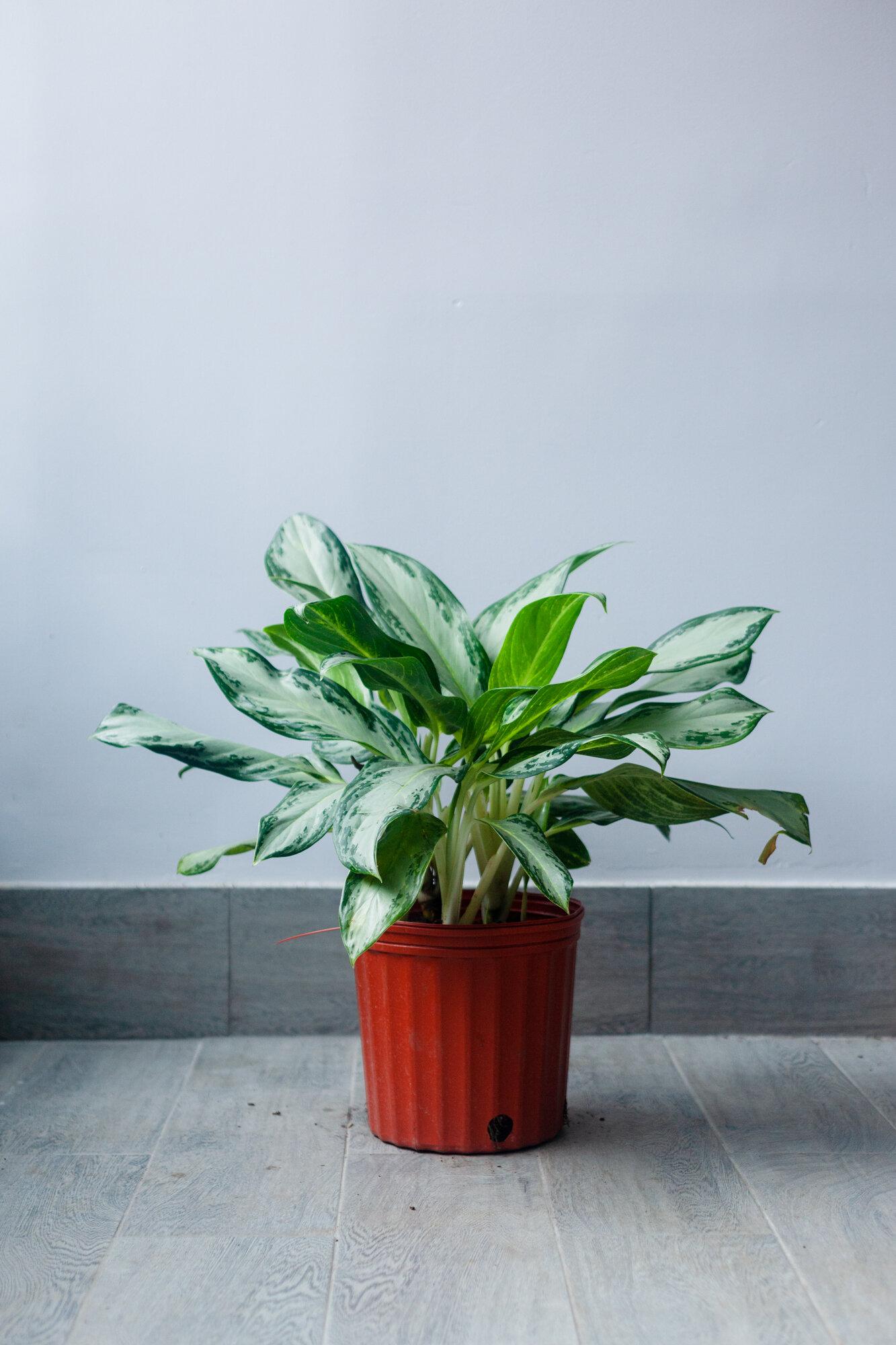 Dieffenbachia Assorted - View 10 from www redcrocus com