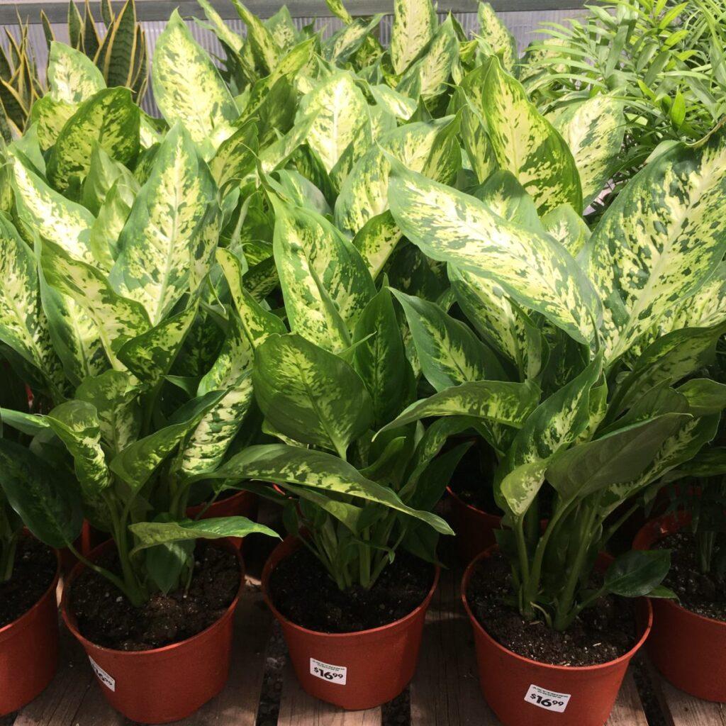 Dieffenbachia Assorted - View 11 from www redcrocus com
