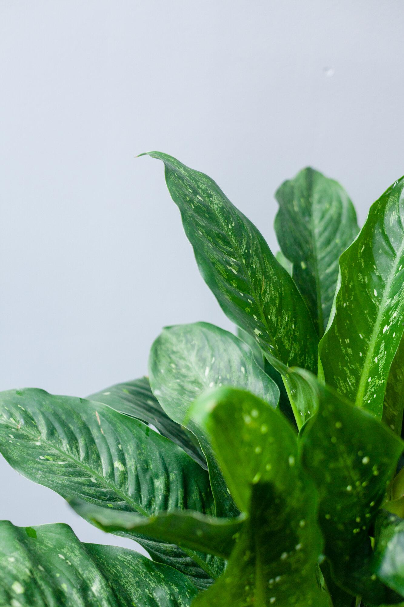 Dieffenbachia Assorted - View 12 from www redcrocus com
