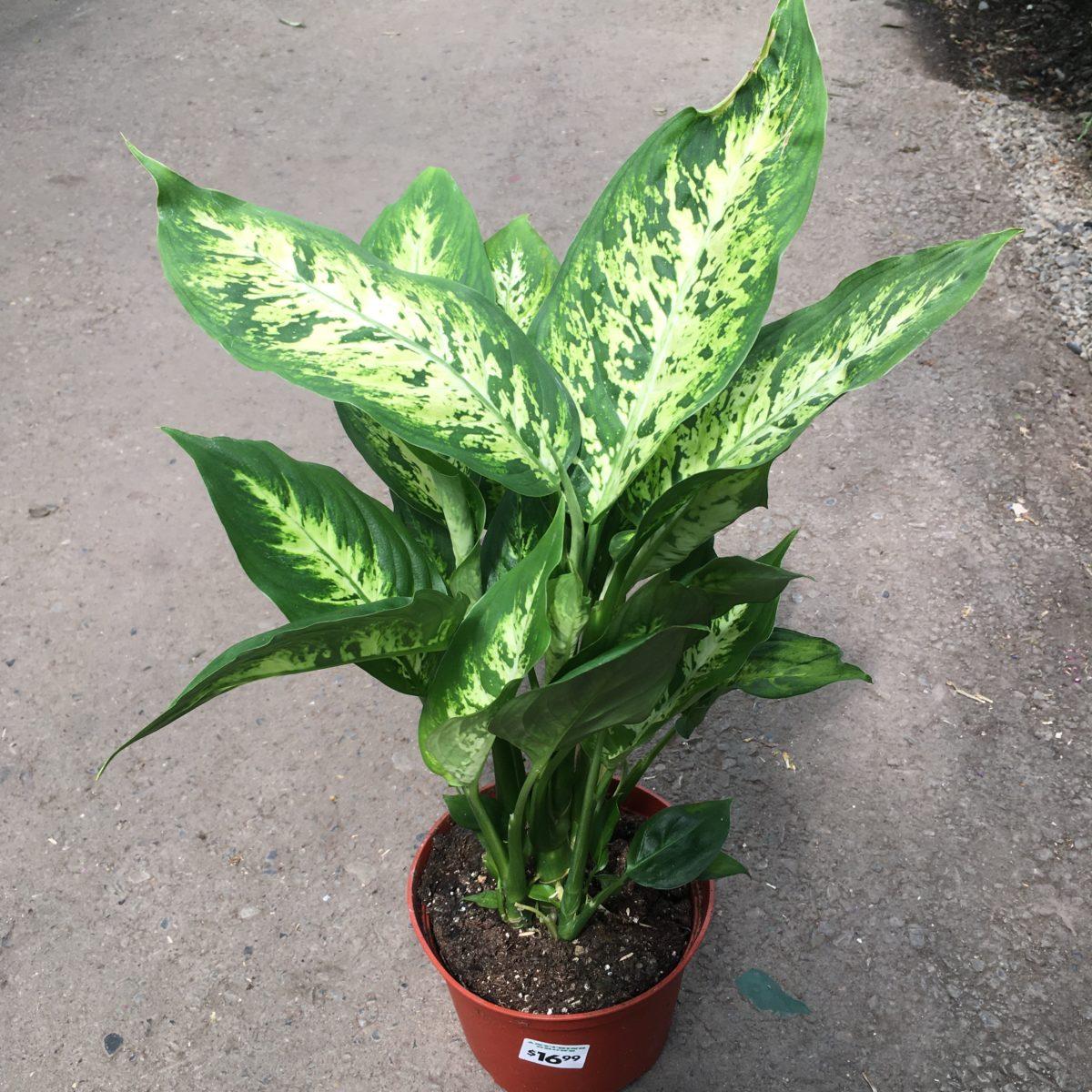 Dieffenbachia Assorted - View 13 from www redcrocus com