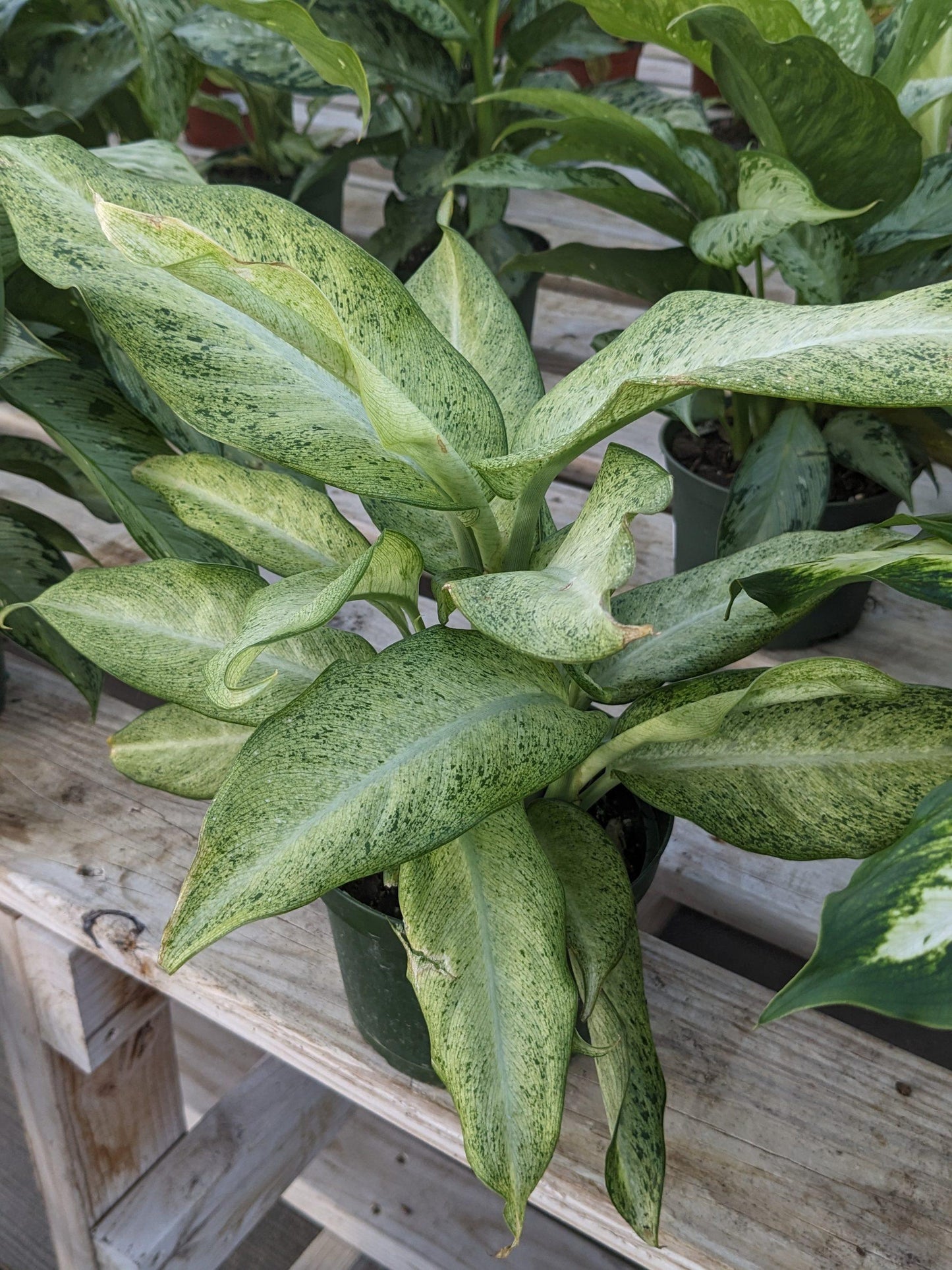 Dieffenbachia Assorted - View 14 from www redcrocus com