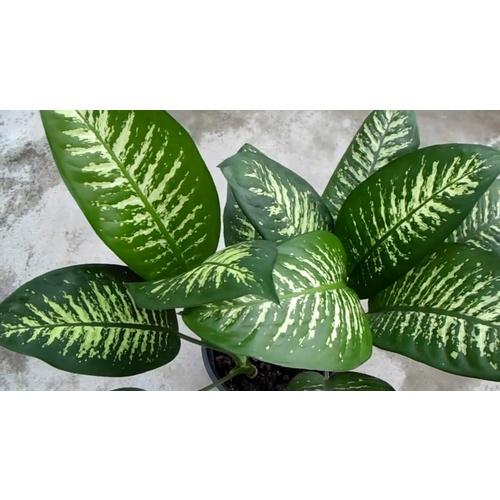 Dieffenbachia Assorted - View 15 from www redcrocus com