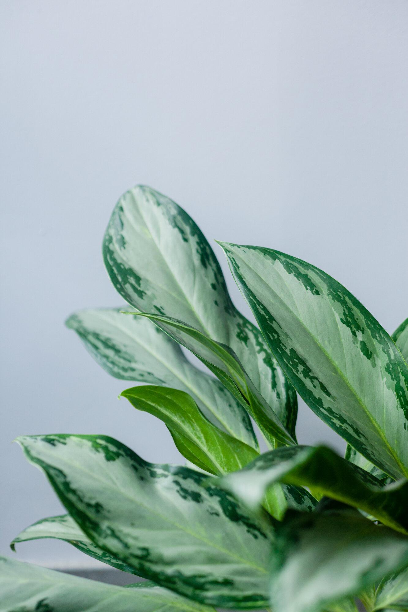 Dieffenbachia Assorted - View 16 from www redcrocus com