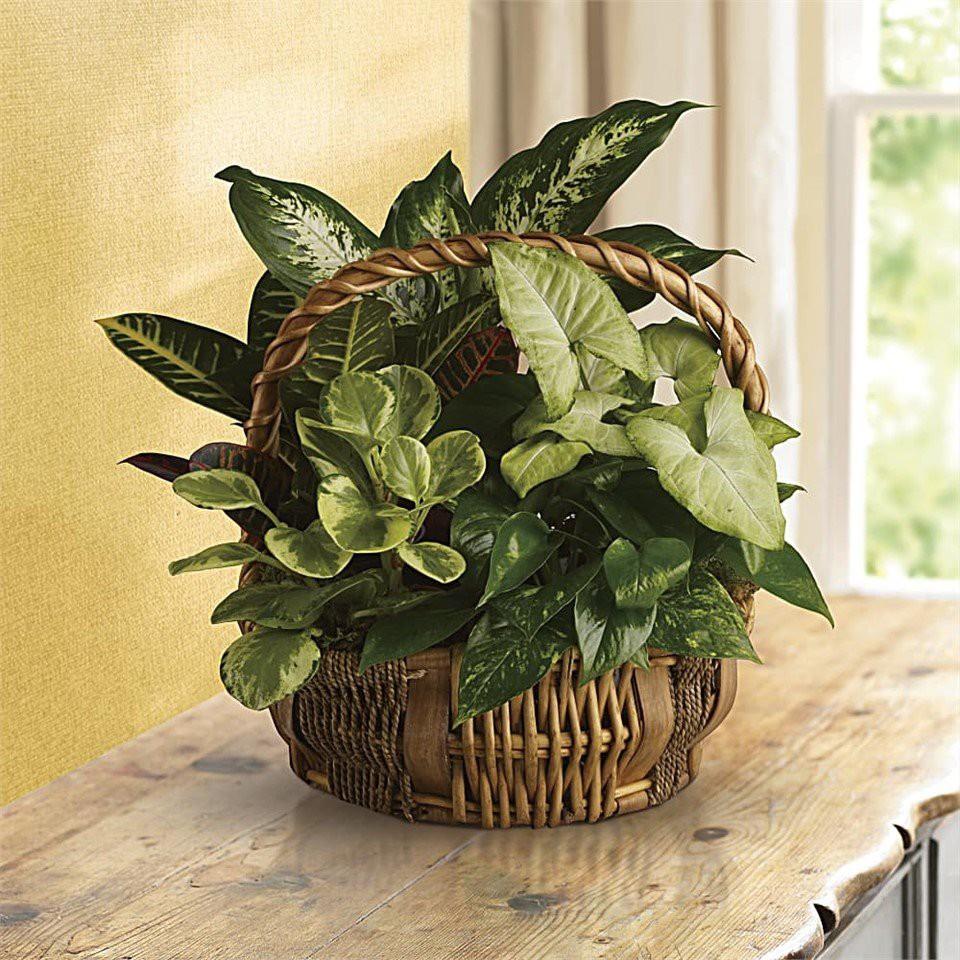 Dieffenbachia Assorted - View 17 from www redcrocus com