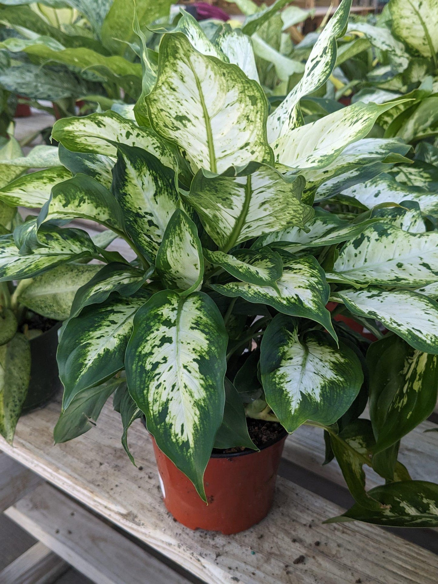 Dieffenbachia Assorted - View 2 from www redcrocus com
