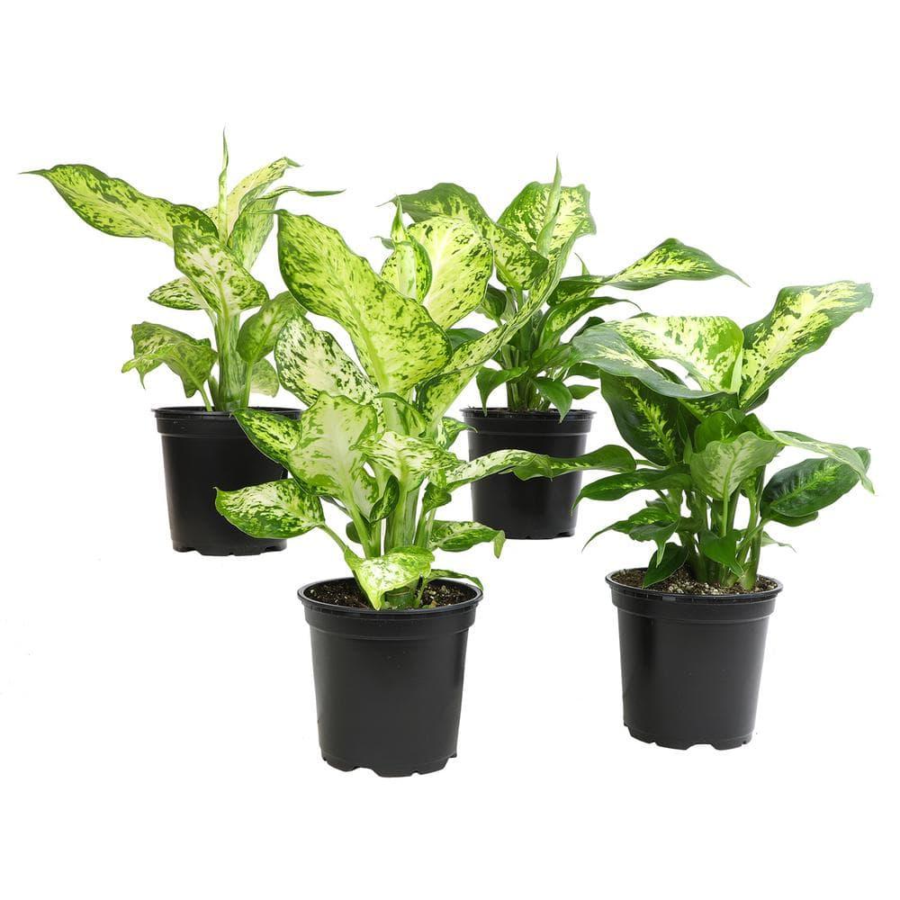 Dieffenbachia Assorted - View 3 from www redcrocus com