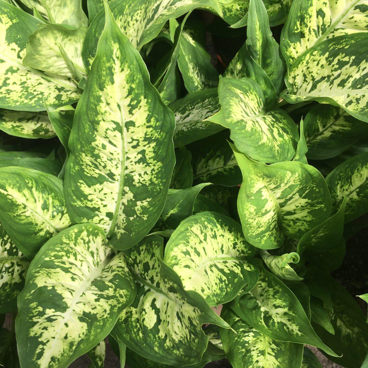 Dieffenbachia Assorted - View 4 from www redcrocus com