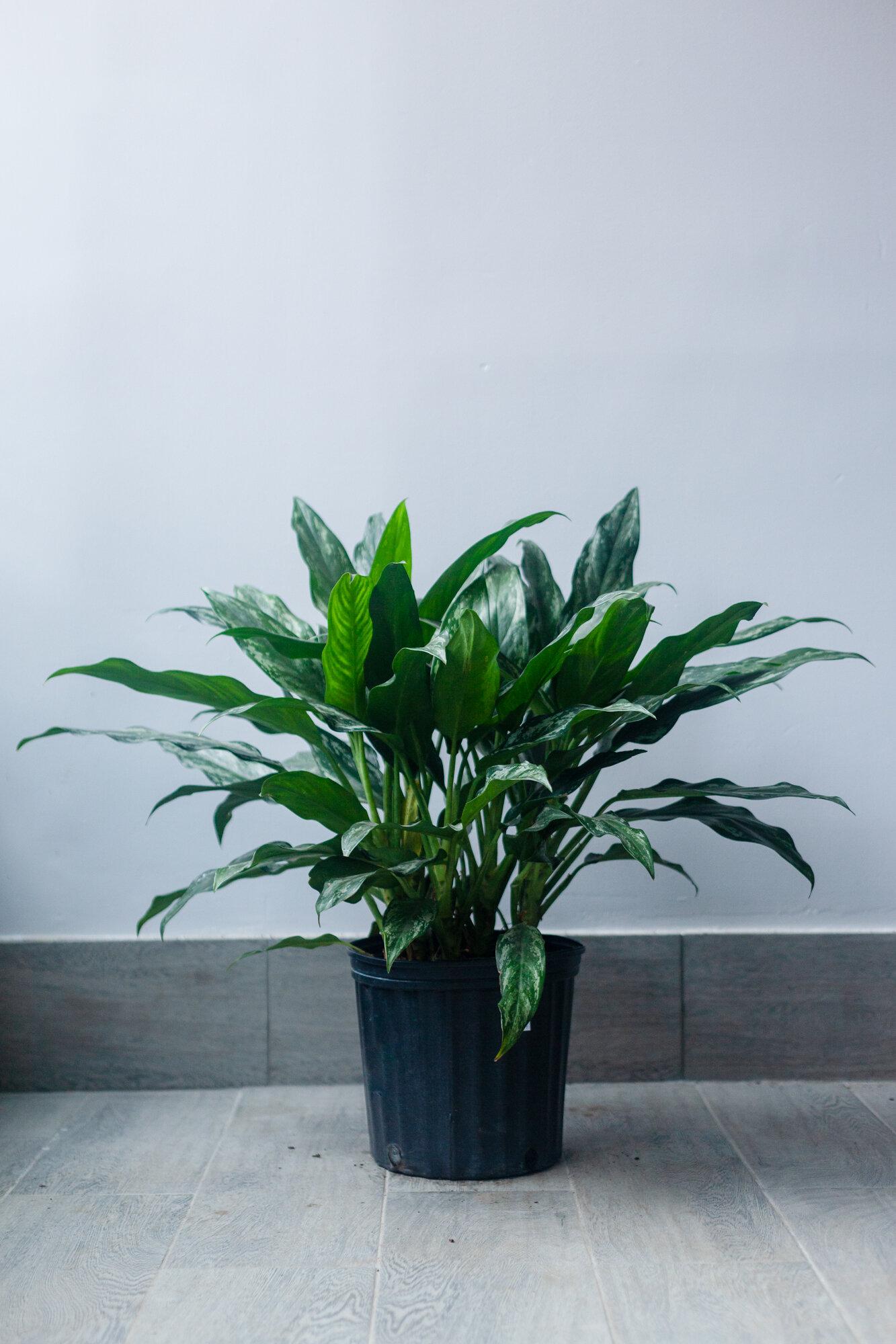 Dieffenbachia Assorted - View 5 from www redcrocus com