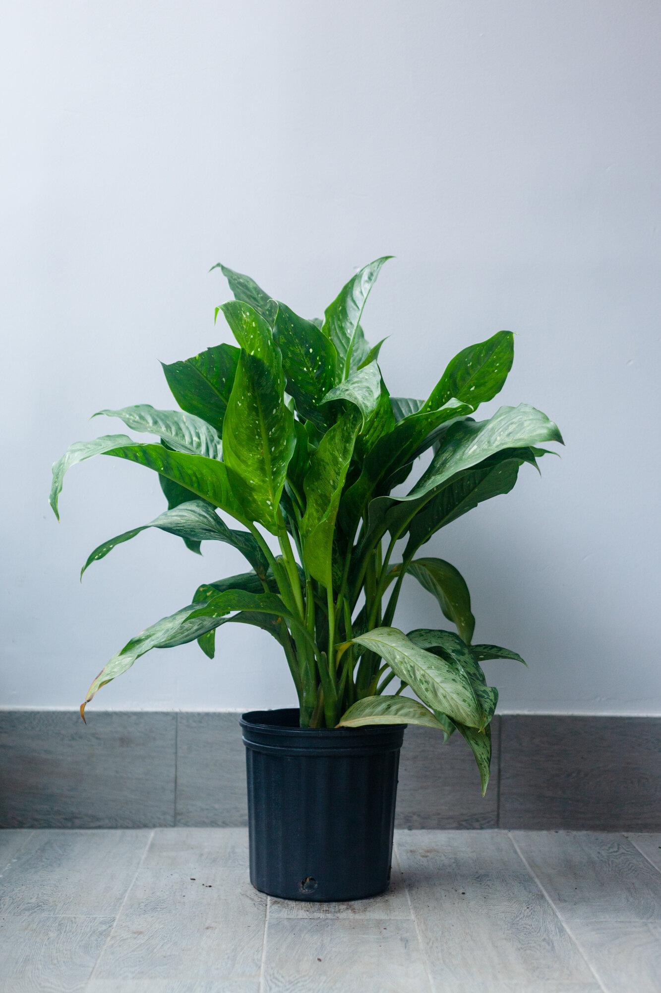 Dieffenbachia Assorted - View 6 from www redcrocus com