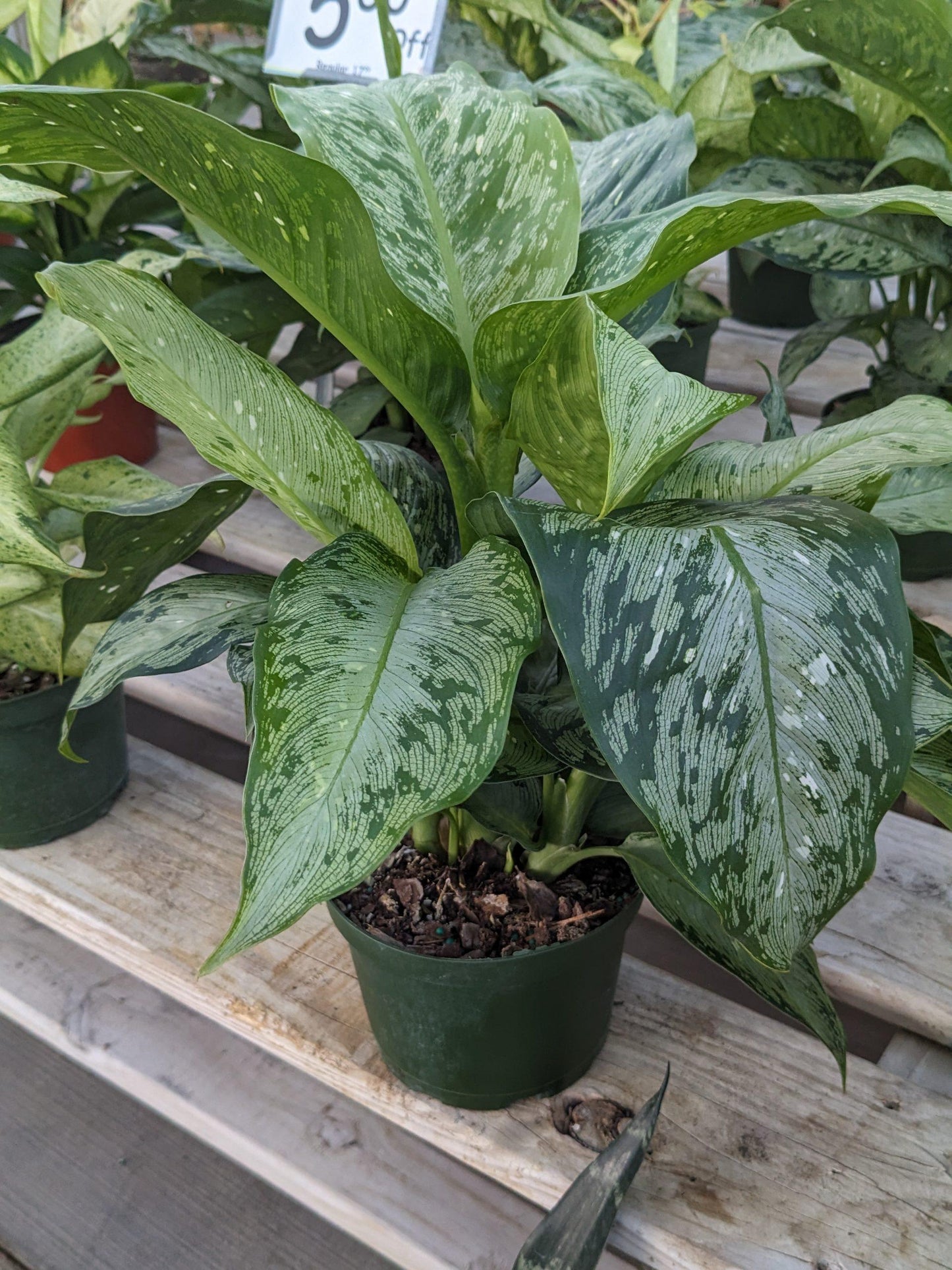 Dieffenbachia Assorted - View 7 from www redcrocus com