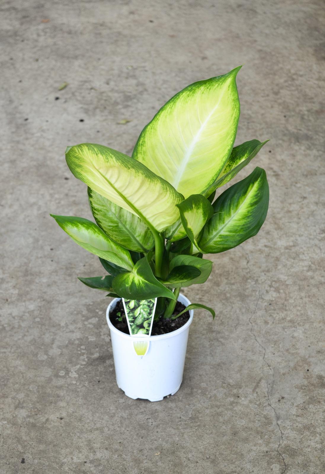 Dieffenbachia Assorted - View 8 from www redcrocus com
