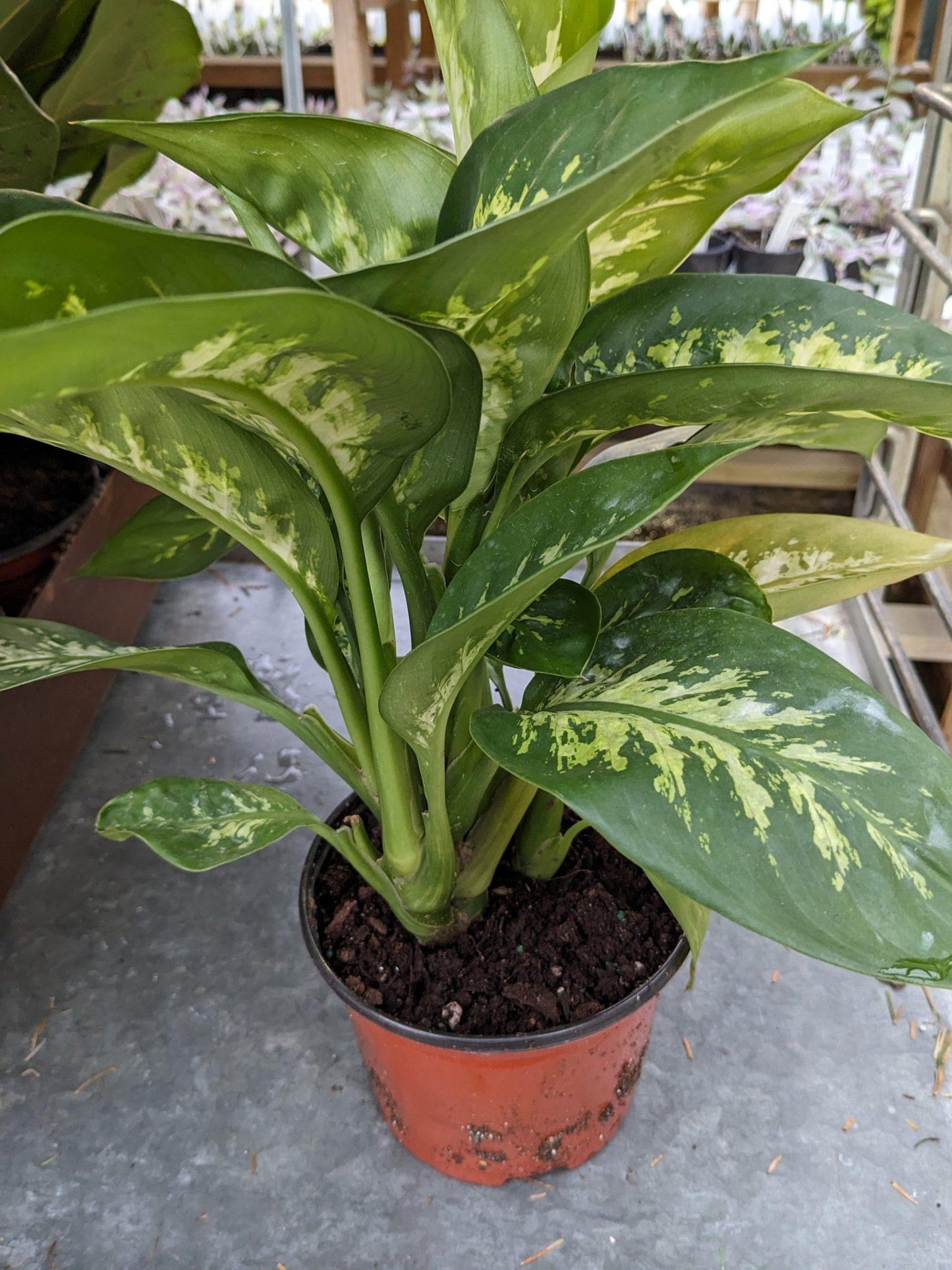 Dieffenbachia Assorted - View 9 from www redcrocus com
