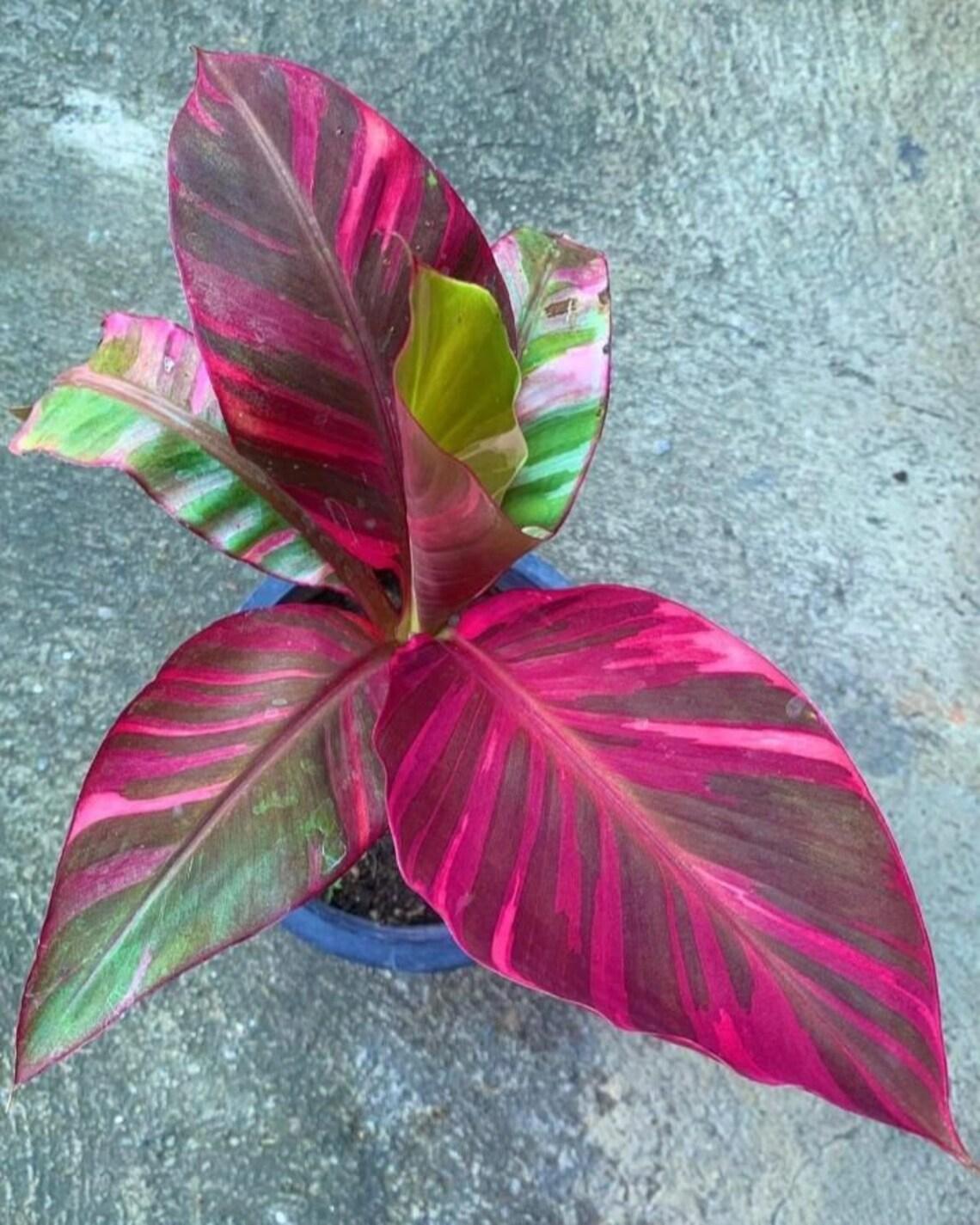 Musa Assorted - View 13 from www redcrocus com
