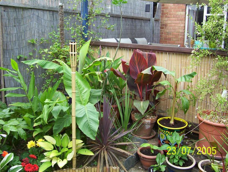 Musa Assorted - View 15 from www redcrocus com