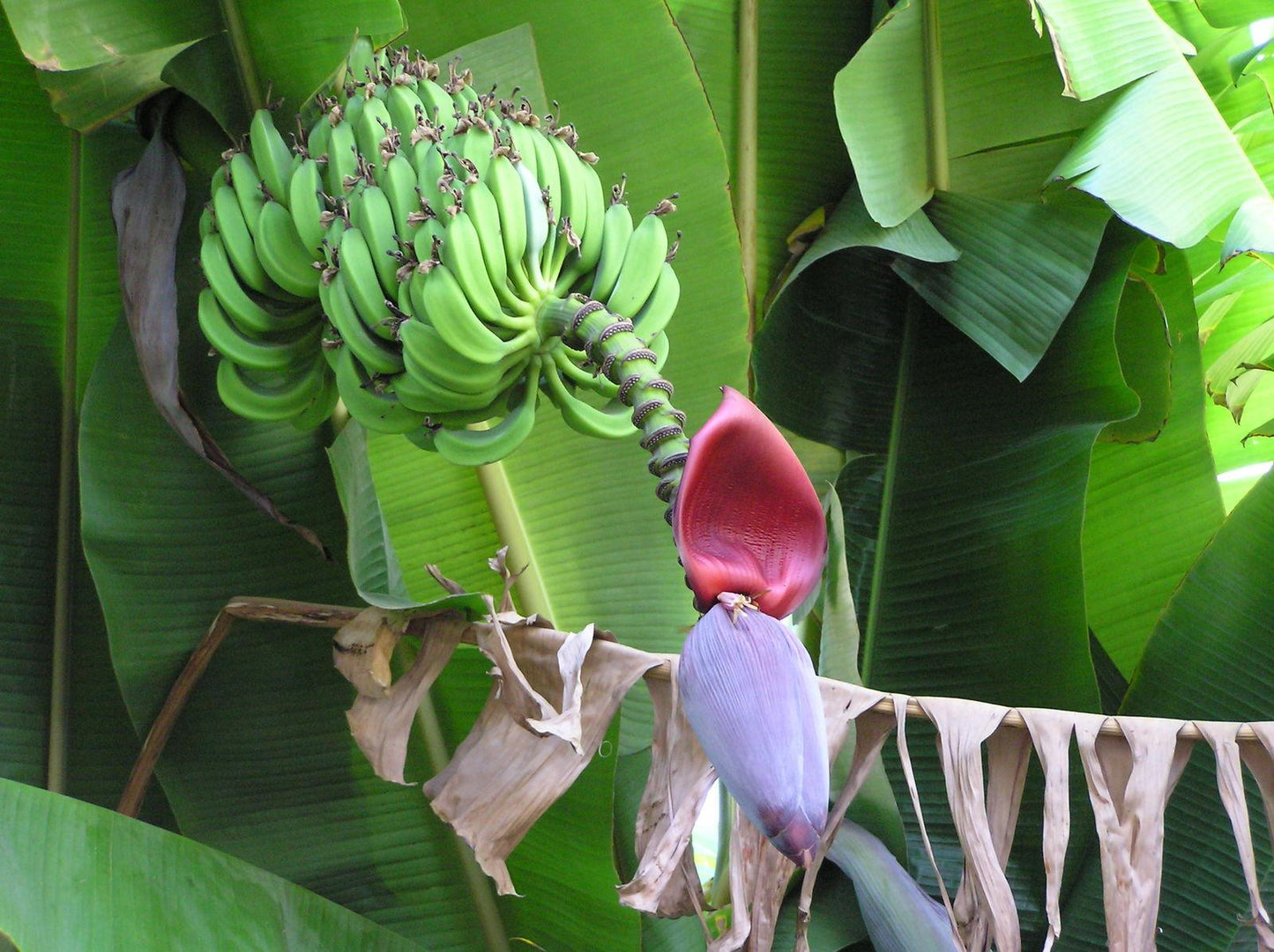 Musa Assorted - View 8 from www redcrocus com