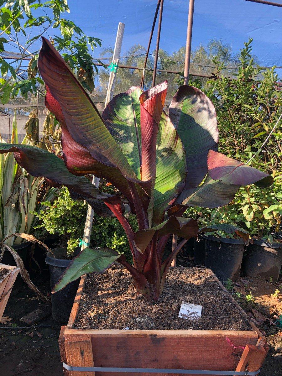 Musa Assorted - View 9 from www redcrocus com