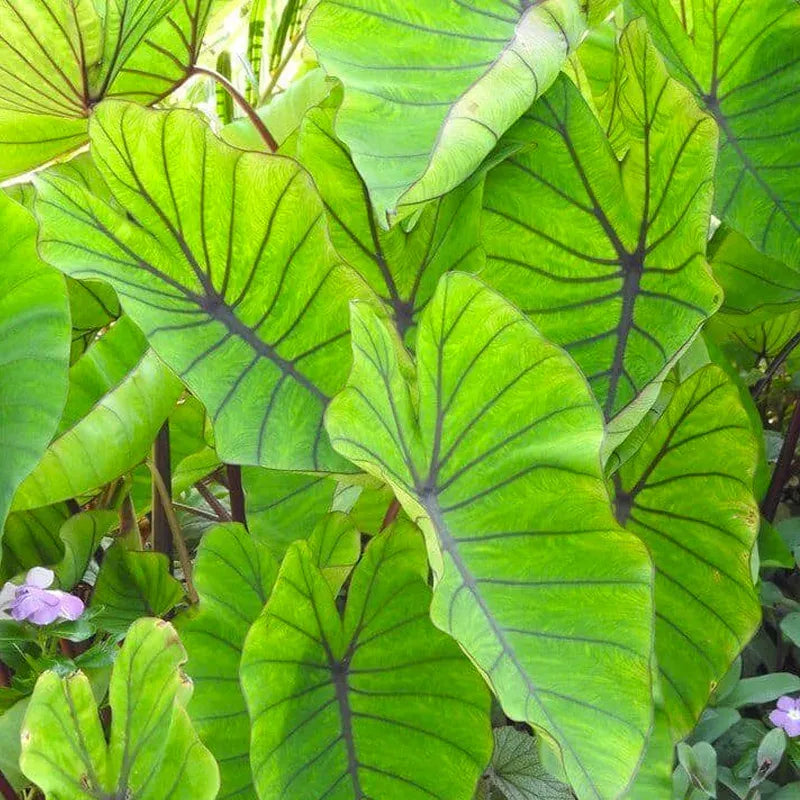 Colocasia, Assorted - View 17 from www redcrocus com