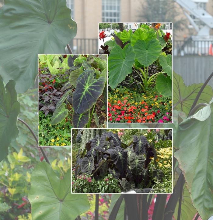 Colocasia, Assorted - View 4 from www redcrocus com