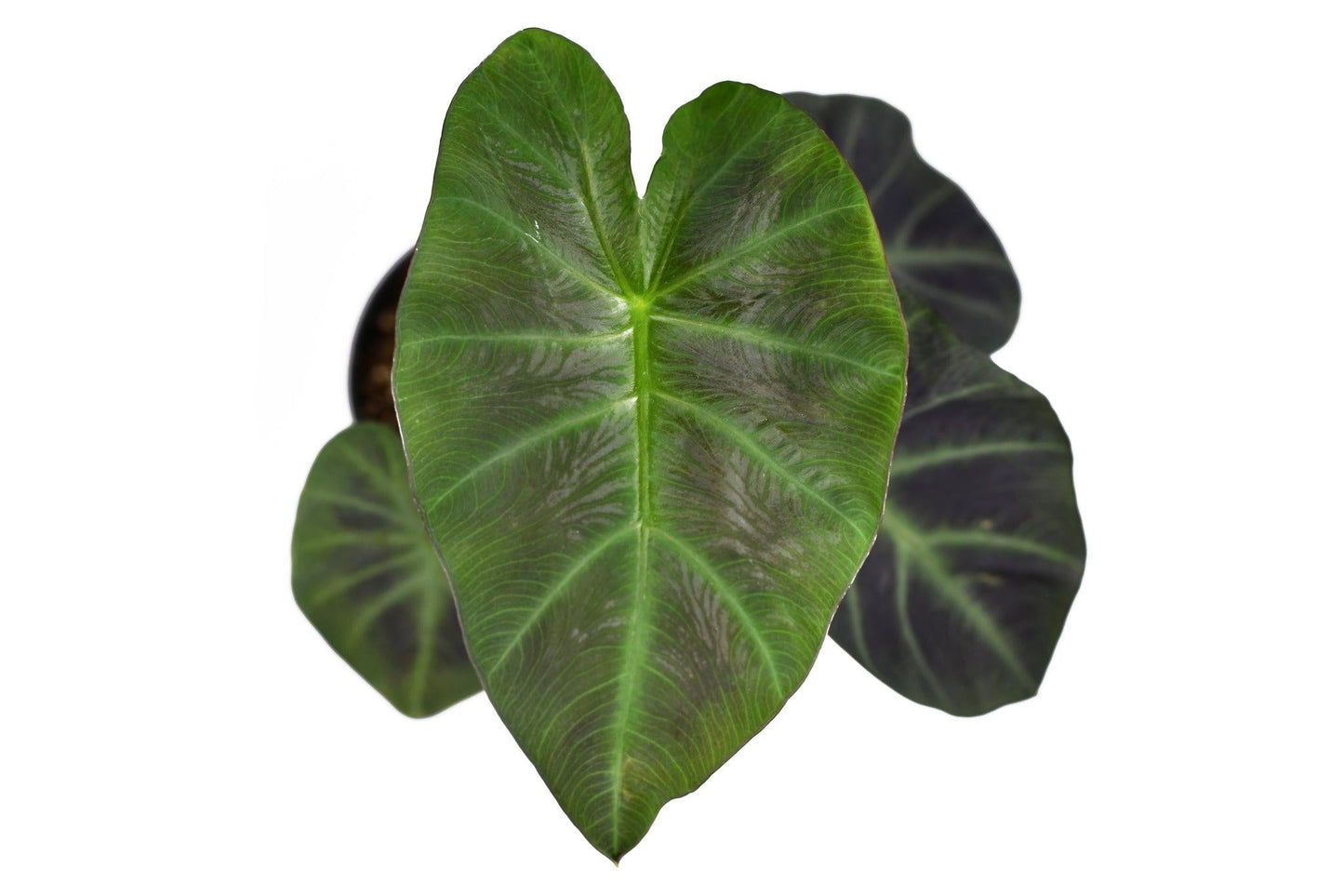Colocasia, Assorted - View 6 from www redcrocus com