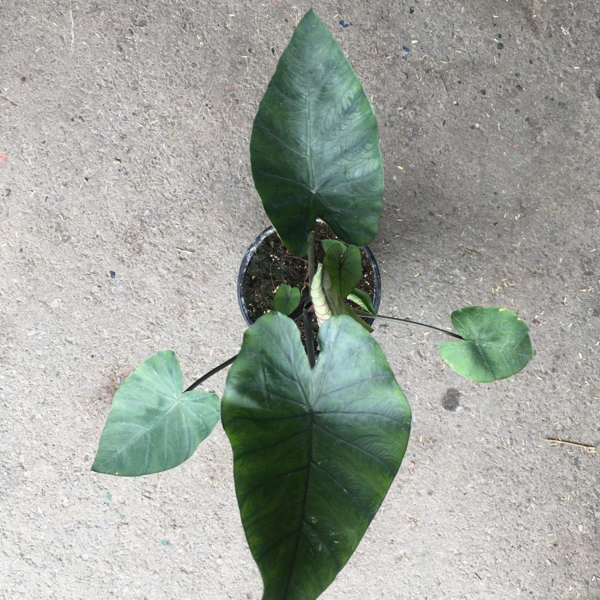 Colocasia Assorted - View 10 from www redcrocus com
