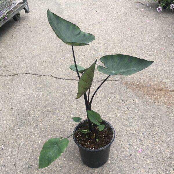 Colocasia Assorted - View 13 from www redcrocus com