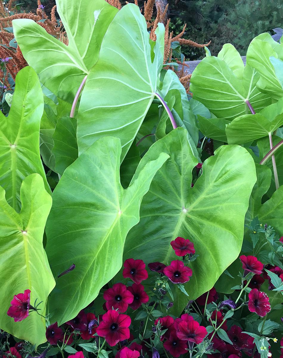 Colocasia Assorted - View 14 from www redcrocus com