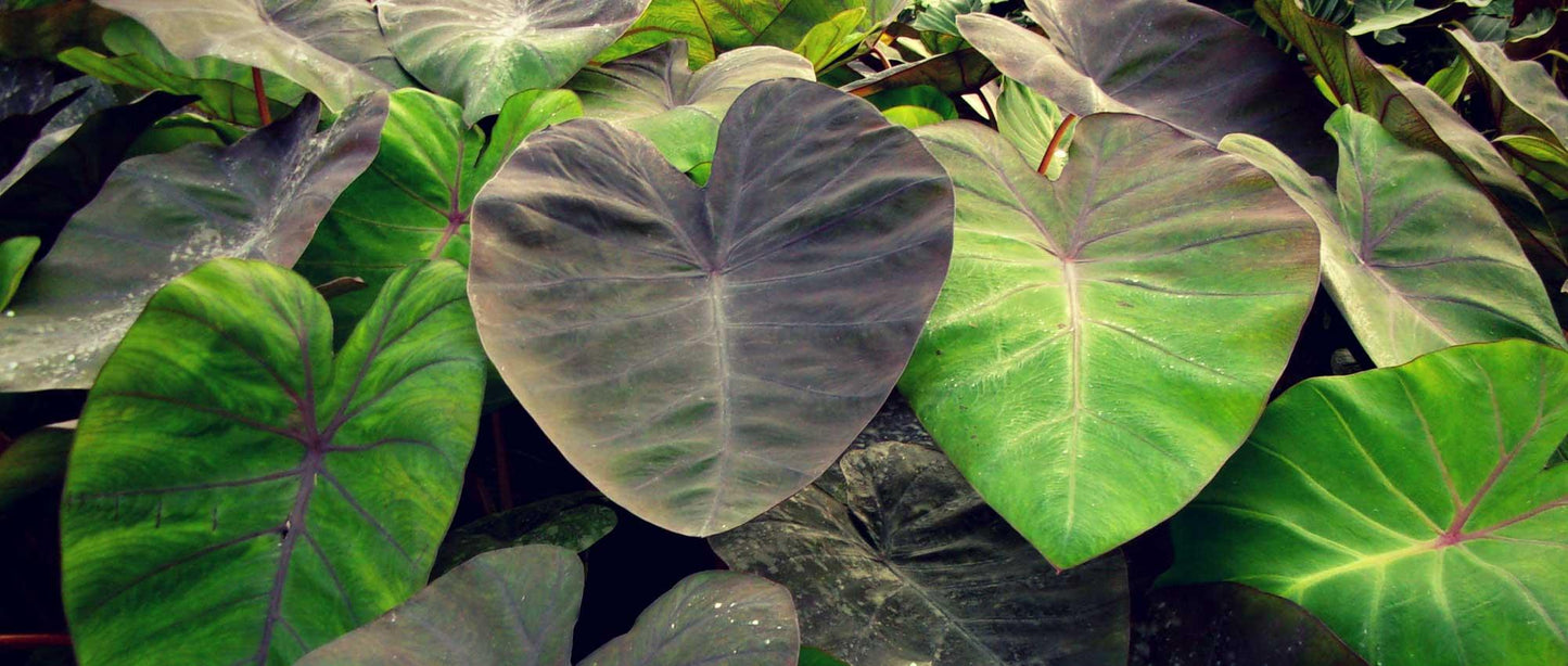Colocasia Assorted - View 18 from www redcrocus com