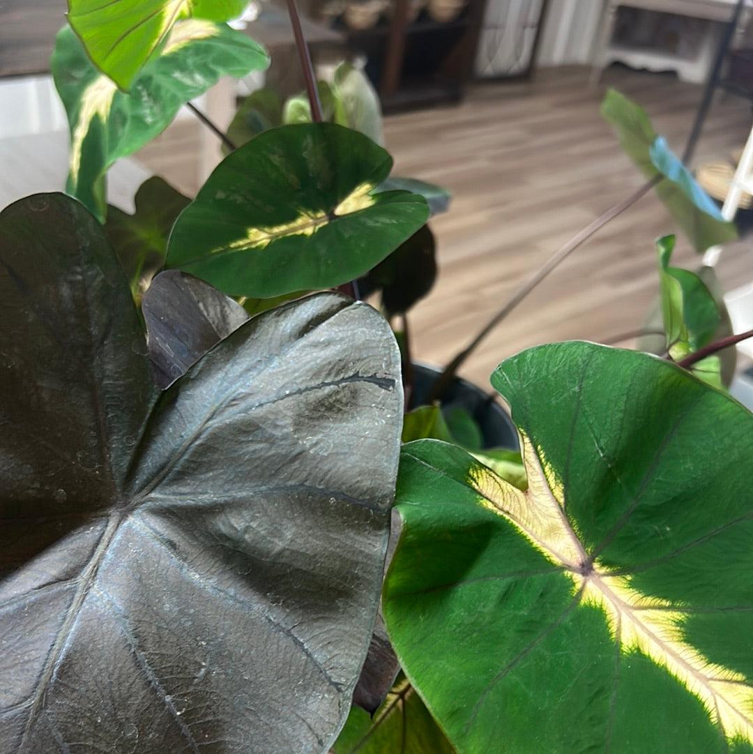 Colocasia Assorted - View 2 from www redcrocus com