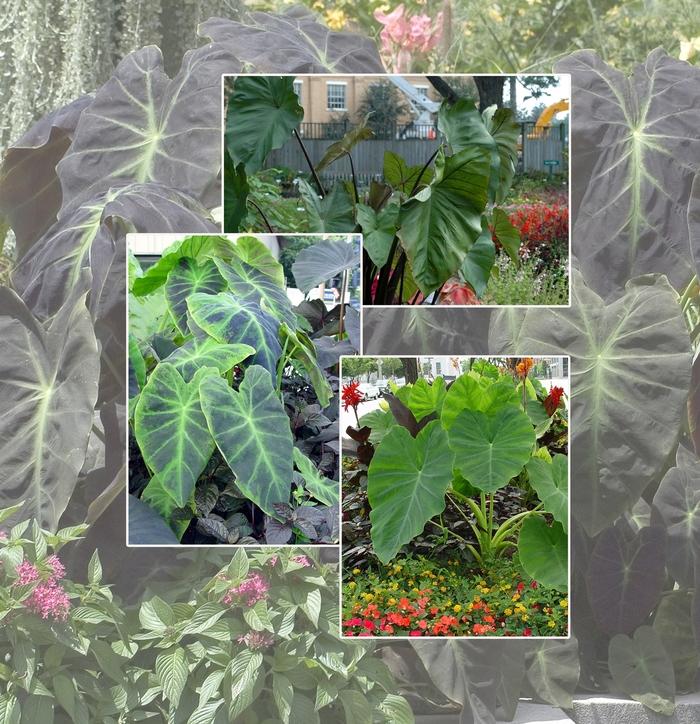Colocasia Assorted - View 3 from www redcrocus com