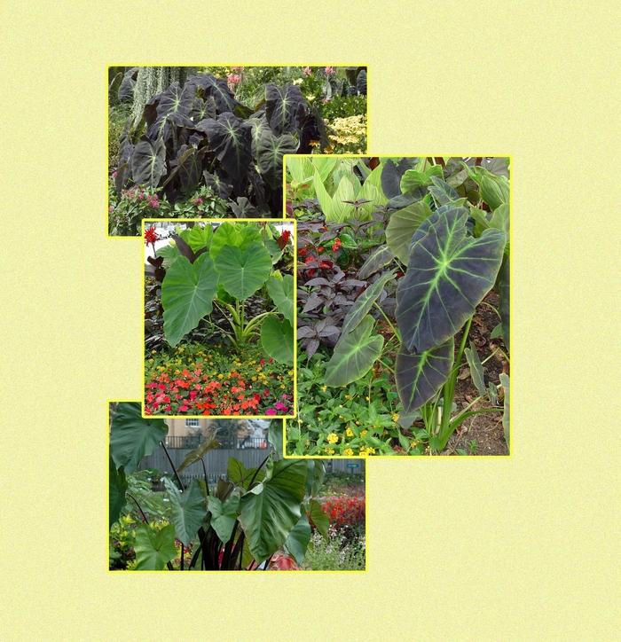 Colocasia Assorted - View 4 from www redcrocus com