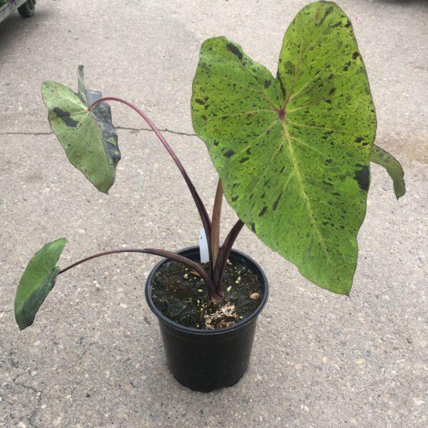 Colocasia Assorted - View 7 from www redcrocus com