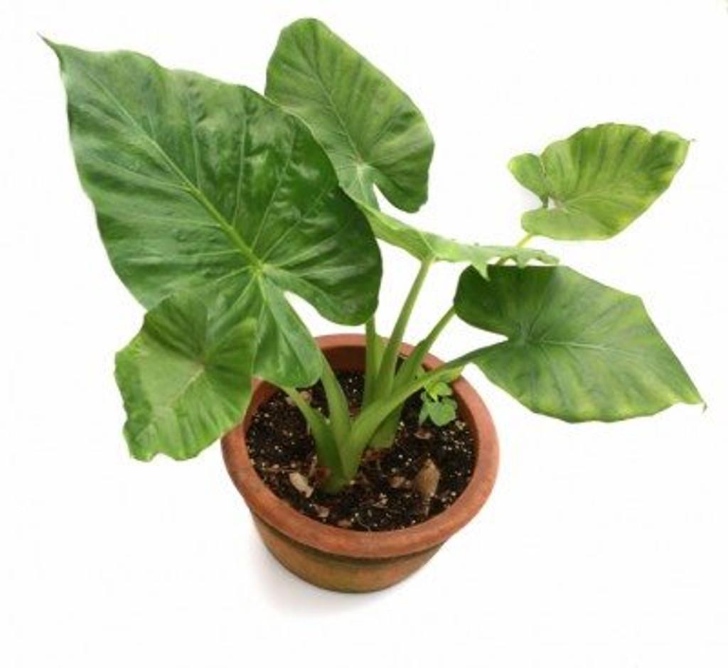 Colocasia Assorted - View 9 from www redcrocus com