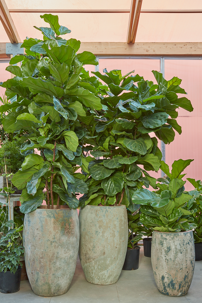 Ficus Lyrata Bush - View 11 from www redcrocus com